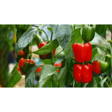 How To Fertilize Pepper Plants BY:Cynthia