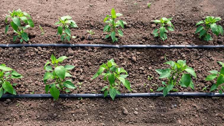 How to fertilize peppers