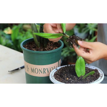 How to fertilize tomatoes, fertilization time and fertilization amount.Ⅰ