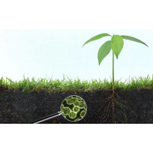 Comprehensive Effects Of Humic Acid's Multiple Functions BY:Lydia