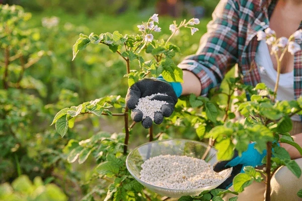 organic fertilizer