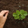 Breakthrough in Magnesium Fertilizer Efficacy and Synergistic Application with Potassium BY:Cynthia