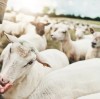 Applications of Zinc Sulfate in Animal FeedⅡ By:Lina