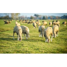 Manganese Sulphate Application in Additive: Supporting Structural Health and Metabolic Efficiency in Livestock By:Lina