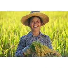 Benefits of Zinc Sulfate Fertilization By:Lina