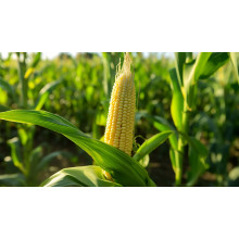 Magnesium Sulfate Heptahydrate: Green Power for Crop Yield and Quality