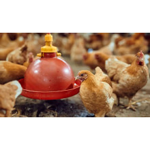 Ensuring Livestock Health: The Critical Role of Feed Grade Magnesium Sulfate