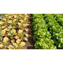 Magnesium Sulfate Heptahydrate A Green Power in Agriculture Boosting Crop Yield and Quality