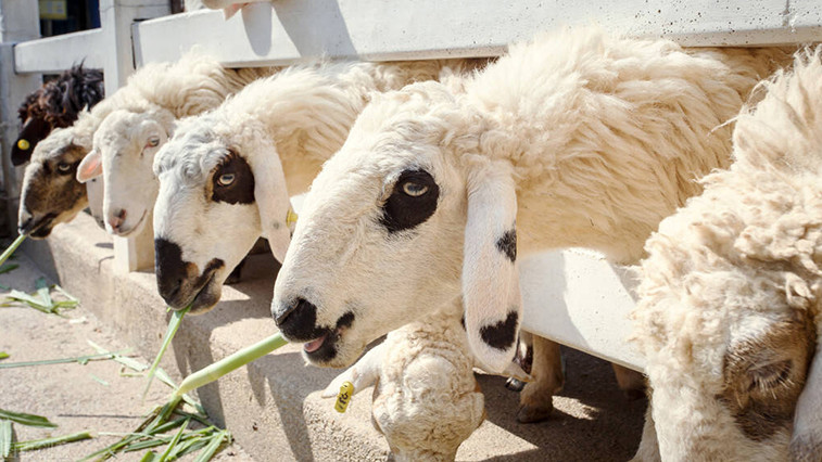 The Role of Magnesium Sulfate Heptahydrate in Animal Feed and Health Management