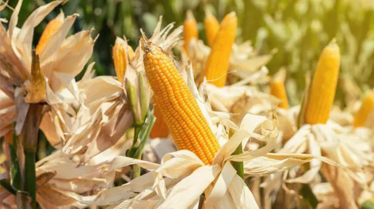 Global Zinc Deficiency Drives Zinc Sulphate Monohydrate Demand