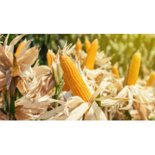 Global Zinc Deficiency Drives Zinc Sulphate Monohydrate Demand