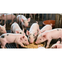 Magnesium Sulfate Heptahydrate: The Future of Sustainable Agriculture and Animal Feed