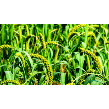 Magnesium Sulfate Heptahydrate: A Green Power in Agriculture Boosting Crop Yield and Quality