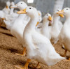 Boosting Animal Health with Magnesium Sulfate Heptahydrate in Feed Supplements