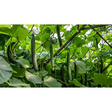 Soil Health Crisis Drives Demand for High-Purity Magnesium Sulfate Heptahydrate