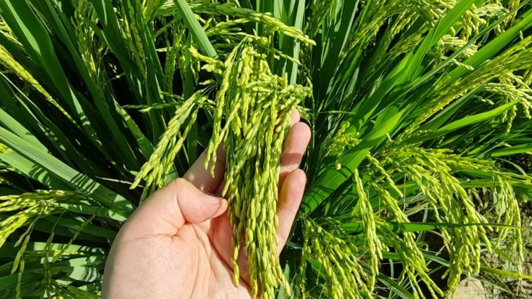 Magnesium sulfate fertilizer, especially Epsom Salt, is gaining traction for boosting chlorophyll, crop quality, and yields, supporting sustainable agriculture.  BY:Gary
