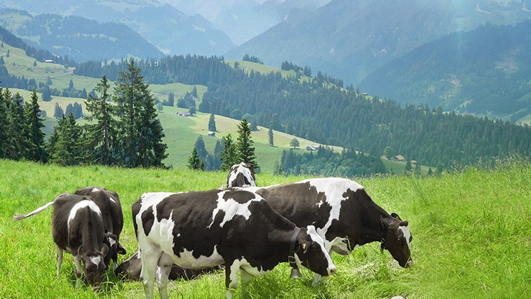 Ensuring Livestock Health: The Critical Role of Feed Grade Magnesium Sulfate