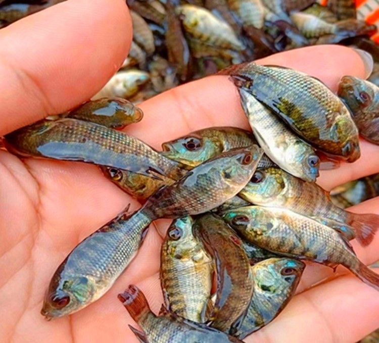 EDTA-Zn in tilapia feed