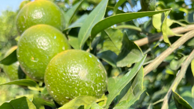 The Role of Calcium Ammonium Nitrate in Modern Agriculture. BY:Binny