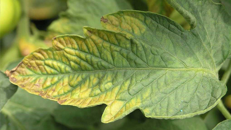 The Role of Magnesium Sulfate as a Magnesium Fertilizer BY:Amber