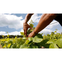 Magnesium Sulfate Heptahydrate Drives Modern Sustainable Agriculture