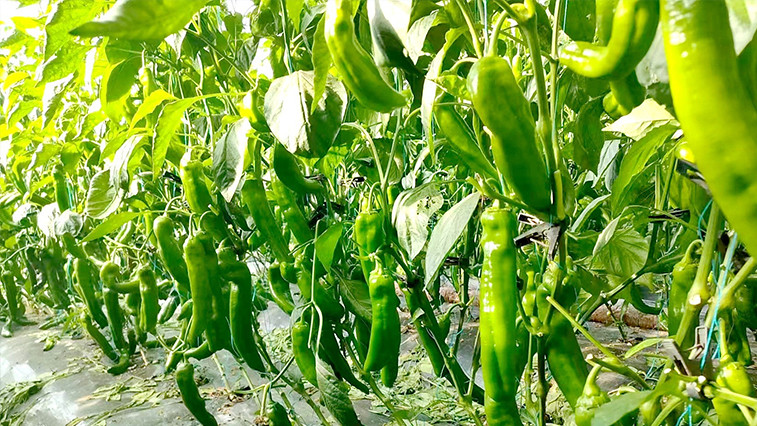 Magnesium Oxide Fertilizer Application Recommendations BY:Danny