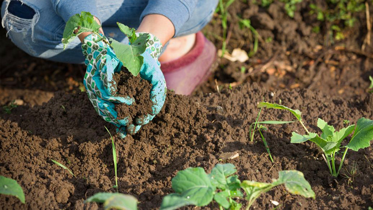 Global Demand for Magnesium Sulphate Fertilizer Rises