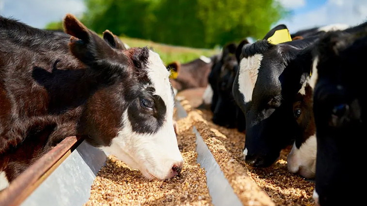 Feed Grade Magnesium Sulphate Demand Expands