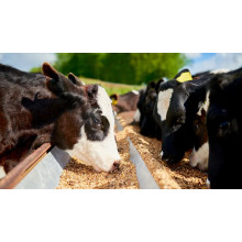 Feed Grade Magnesium Sulphate Demand Expands