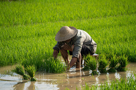 NPK raw material prices