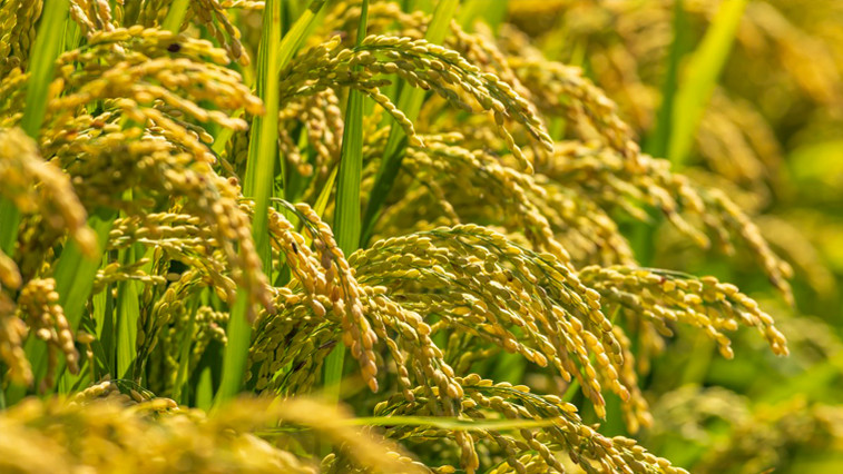 How Magnesium Sulfate Fertilizer Boosts Crop Yield