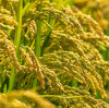 How Magnesium Sulfate Fertilizer Boosts Crop Yield