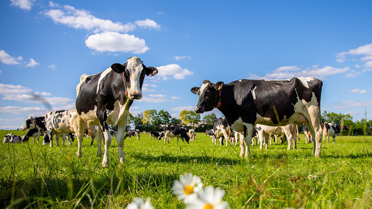 Why Epsom Salt Improves Animal Feed Nutrition