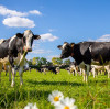 Why Epsom Salt Improves Animal Feed Nutrition