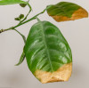 Magnesium Sulfate: Key to Sustainable Agriculture Yields