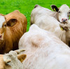 Optimizing Livestock Health with Feed Grade MgSO4