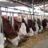 Feed Grade Magnesium Oxide: A Key Role and Quality Selection in Ruminant Nutrition  BY:Lina