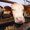 Optimizing Livestock Health with Feed Grade MgSO4
