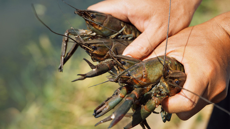 MgSO4 for Aquaculture: Boosting Shrimp & Fish Health