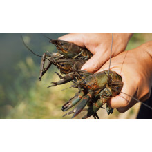 MgSO4 for Aquaculture: Boosting Shrimp & Fish Health