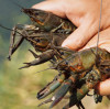 MgSO4 for Aquaculture: Boosting Shrimp & Fish Health