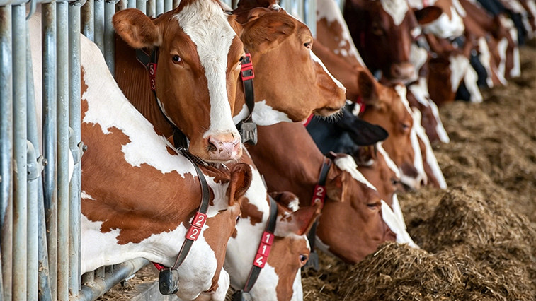 Feed-Grade Magnesium Oxide: A Key Role and Quality Selection in Ruminant Nutrition BY:Lina