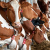 Feed-Grade Magnesium Oxide: A Key Role and Quality Selection in Ruminant Nutrition BY:Lina