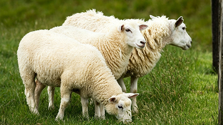 Feed Grade Magnesium Oxide Dosage Guide: Increase Milk Fat in Dairy & ADG in Beef Cattle  BY:LINA