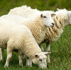 Feed Grade Magnesium Oxide Dosage Guide: Increase Milk Fat in Dairy & ADG in Beef Cattle BY:LINA