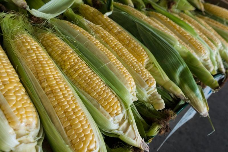 Farmer using tablet device to check crop data in field