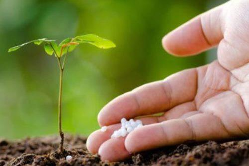 El efecto de la urea sobre el crecimiento de las plantas.