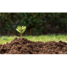 Impact of Spring Ploughing on Urea in China  BY:Cherry