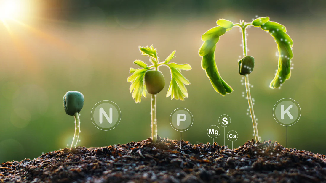 What is the interaction between phosphorus and nitrogen? BY:Cynthia