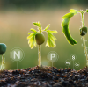 What is the interaction between phosphorus and nitrogen? BY:Cynthia